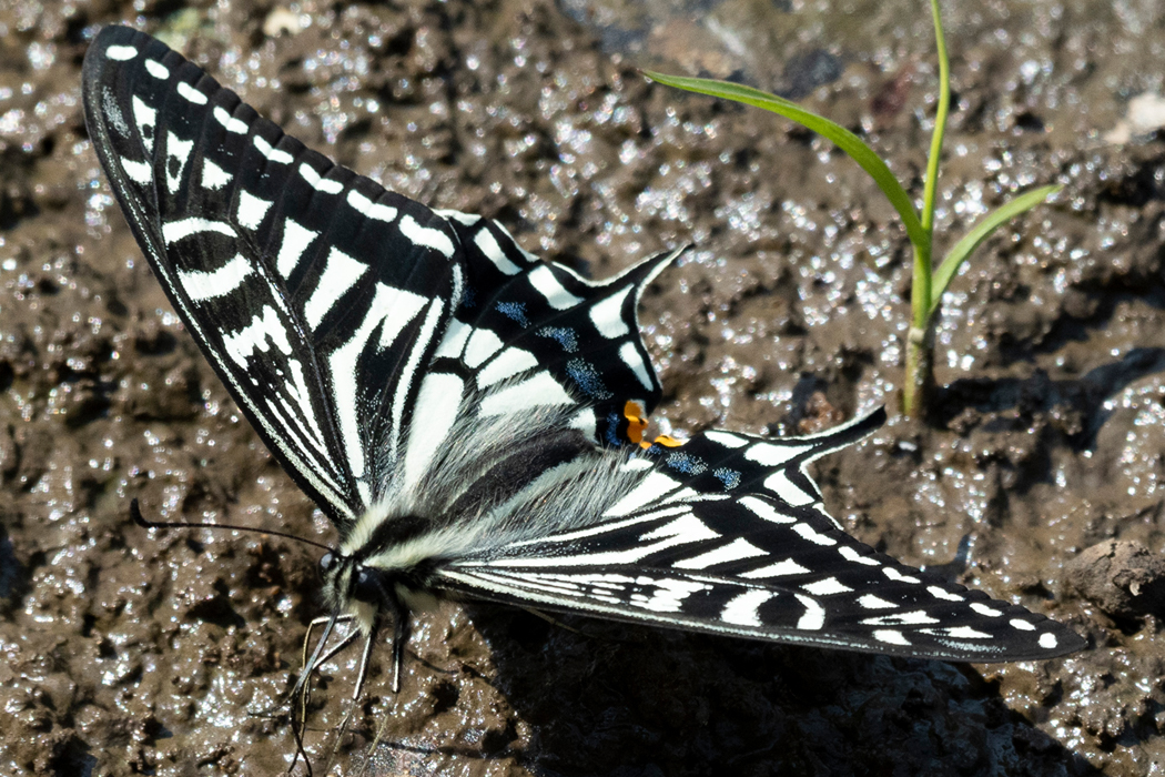 ナミアゲハのページ