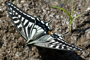 ナミアゲハの色