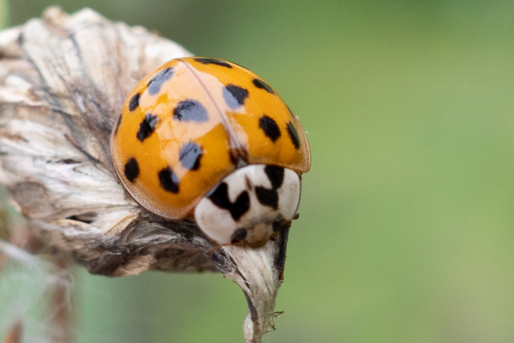 ナミテントウのページ