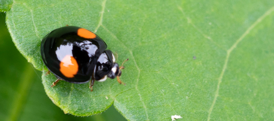 ナミテントウの写真