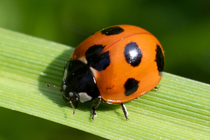 ナナホシテントウ