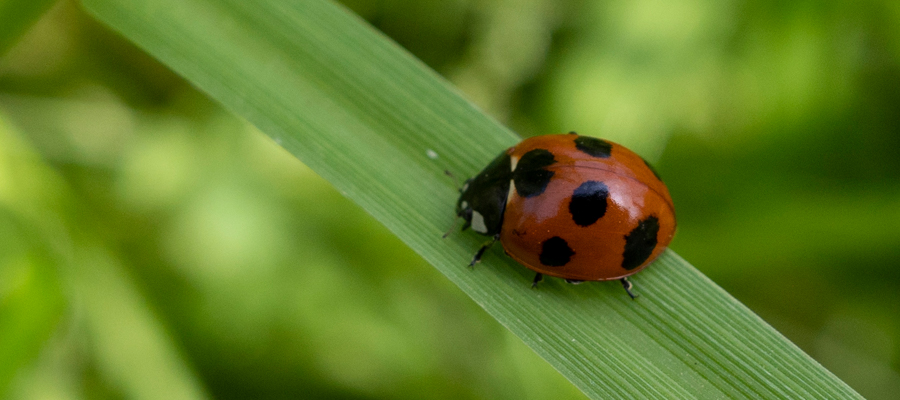 ナナホシテントウの写真