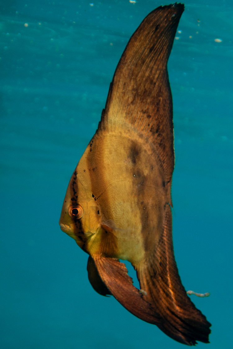 ナンヨウツバメウオの画像