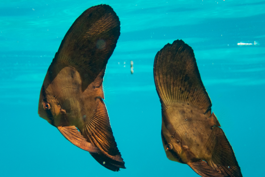 ナンヨウツバメウオのページ