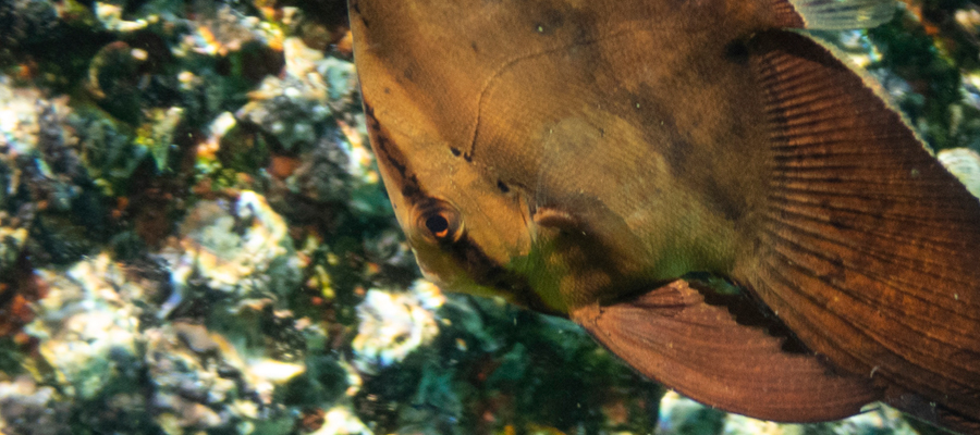 ナンヨウツバメウオの写真