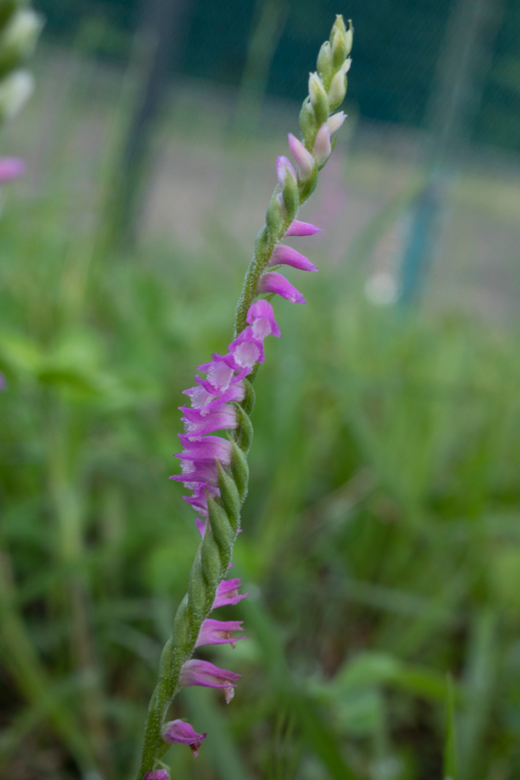 ネジバナの画像