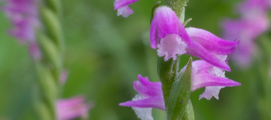 ネジバナの写真