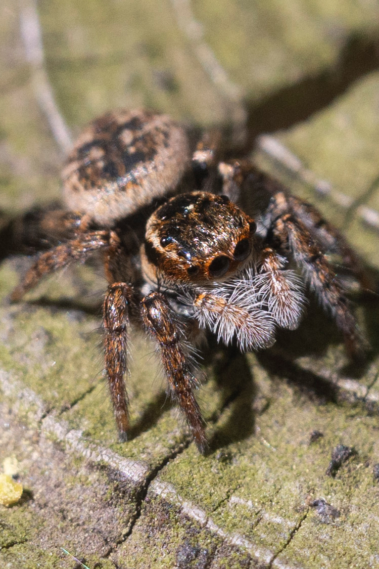 ネコハエトリの画像