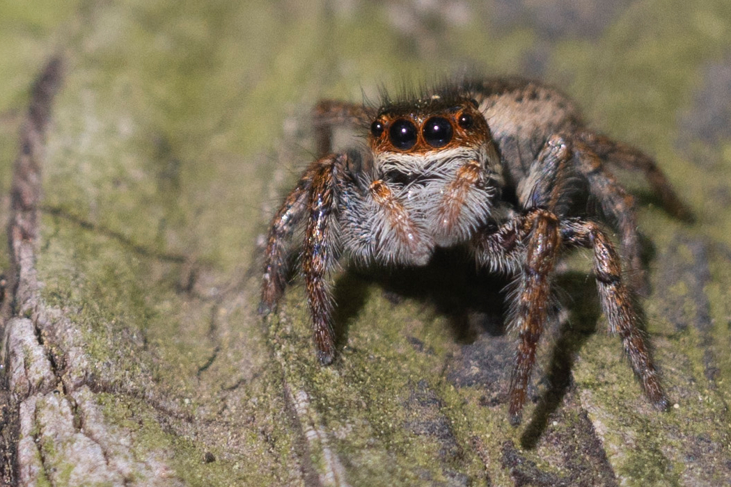 ネコハエトリのページ