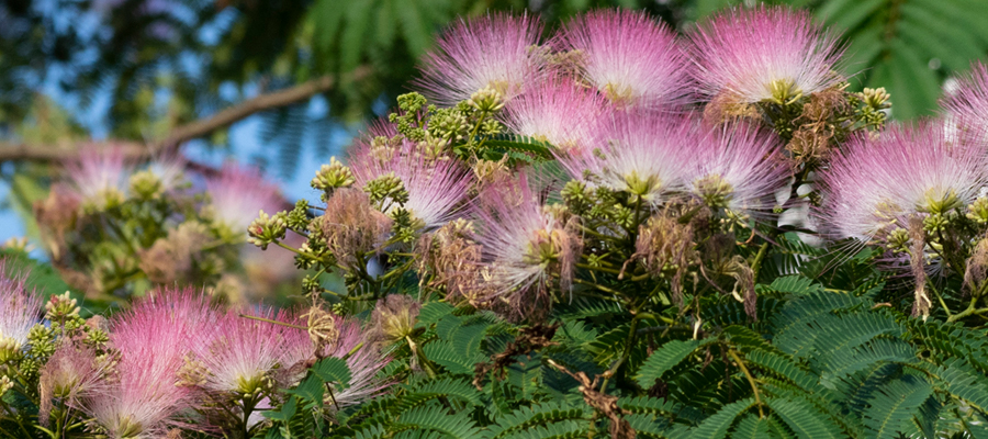 ネムノキの写真