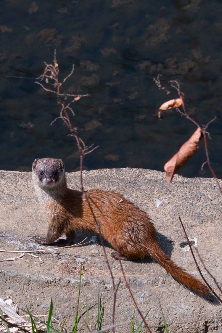 ニホンイタチの画像