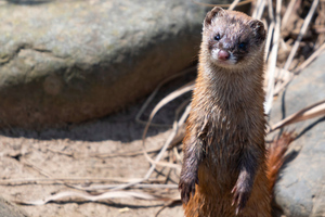 ニホンイタチの色