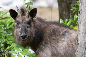ニホンカモシカの色