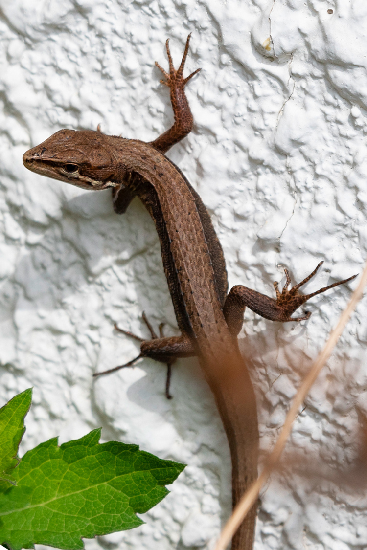 ニホンカナヘビの画像