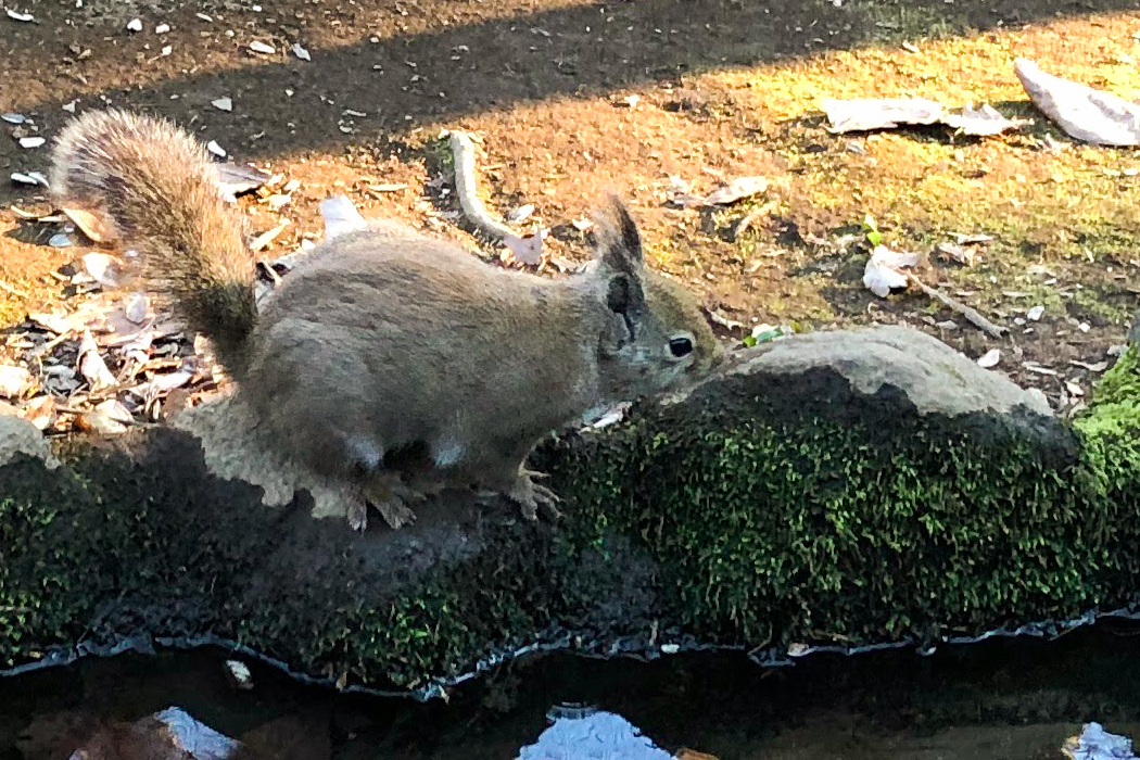 ニホンリスのページ