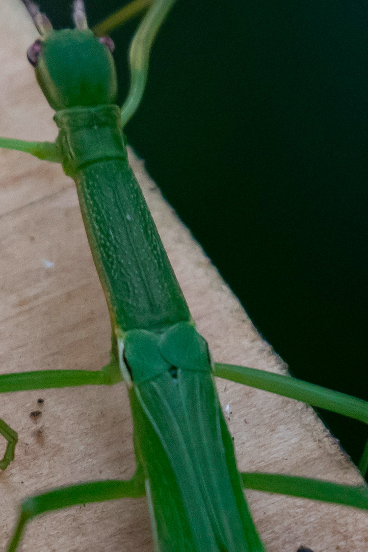 ニホントビナナフシの画像