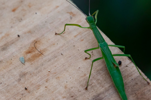 ニホントビナナフシの色