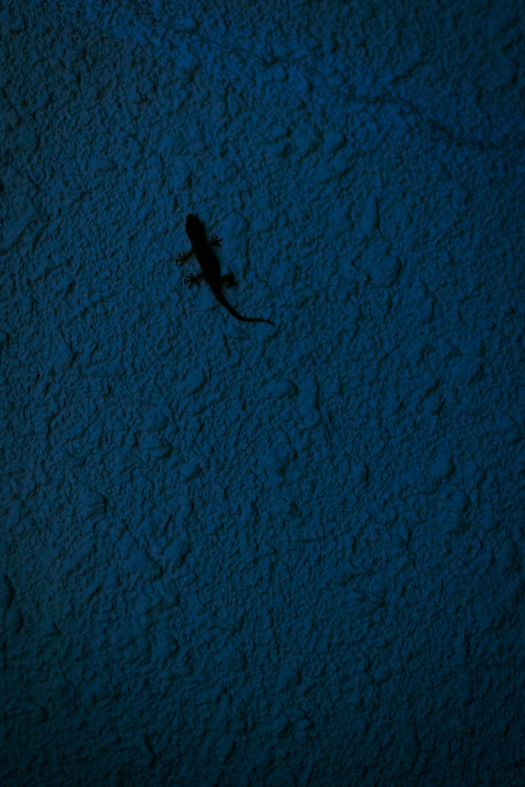 ニホンヤモリの画像