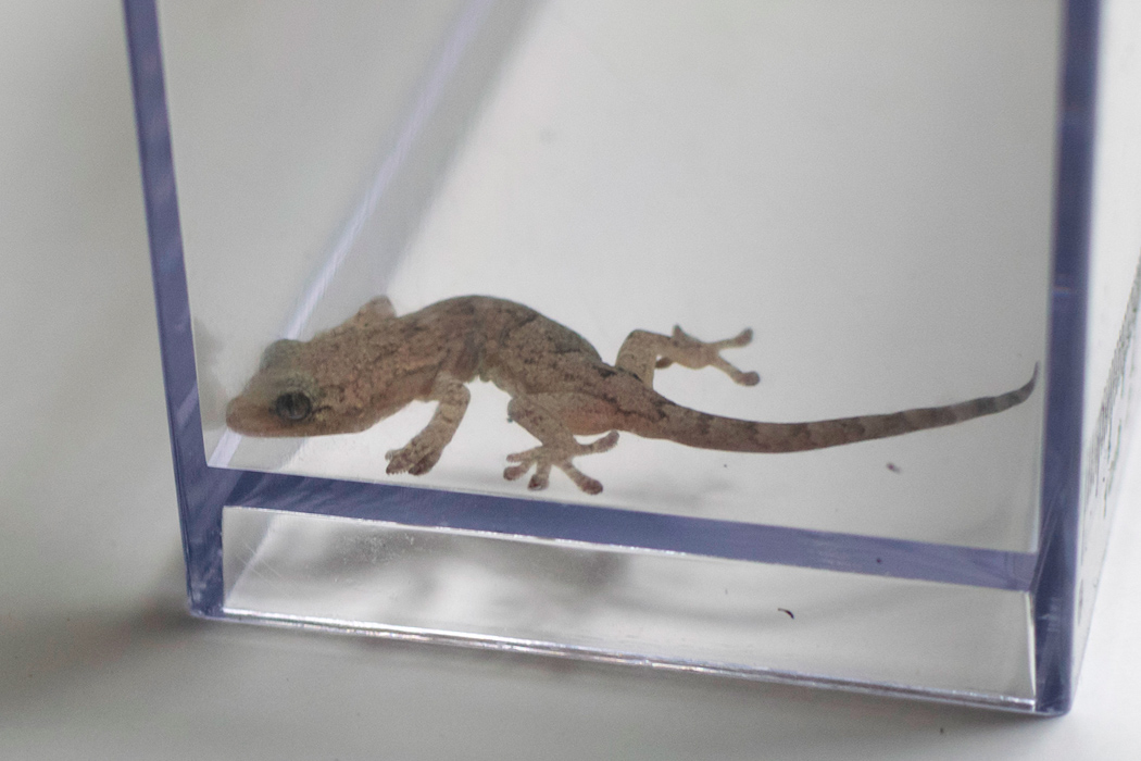 ニホンヤモリのページ