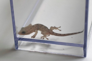 ニホンヤモリの色