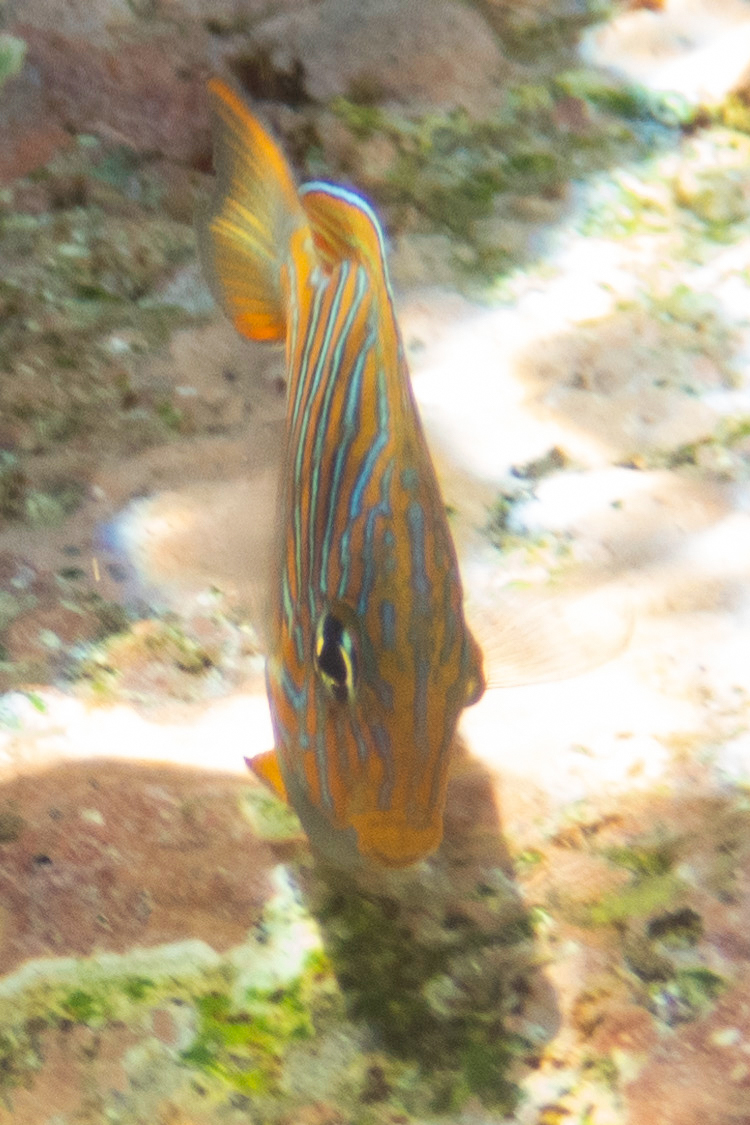 ニジハギの画像