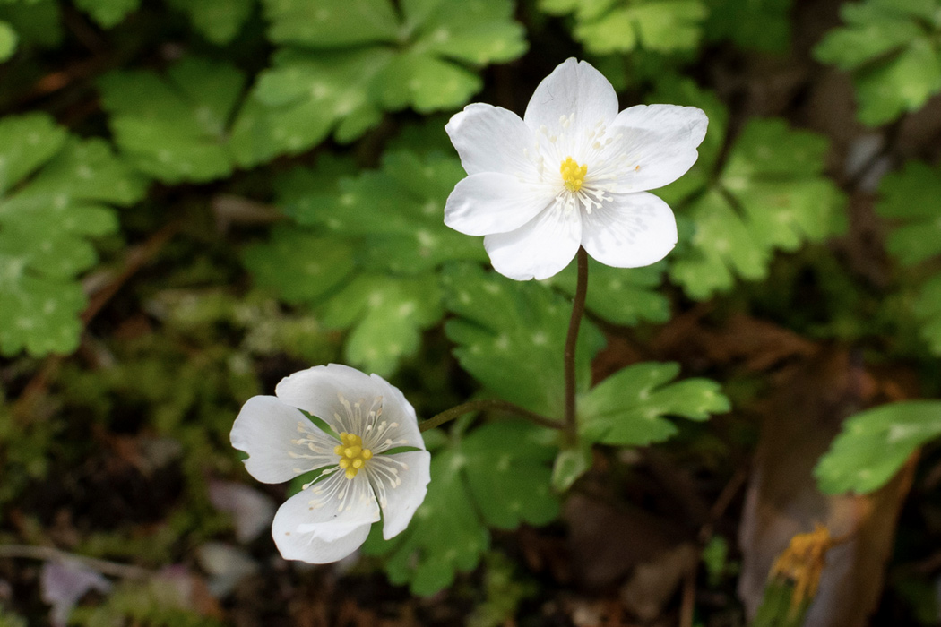 ニリンソウのページ