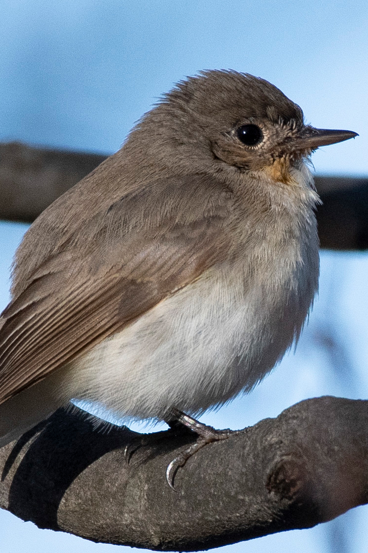 ニシオジロビタキの画像