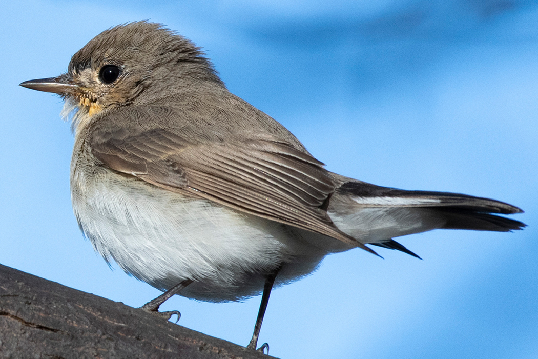 ニシオジロビタキのページ