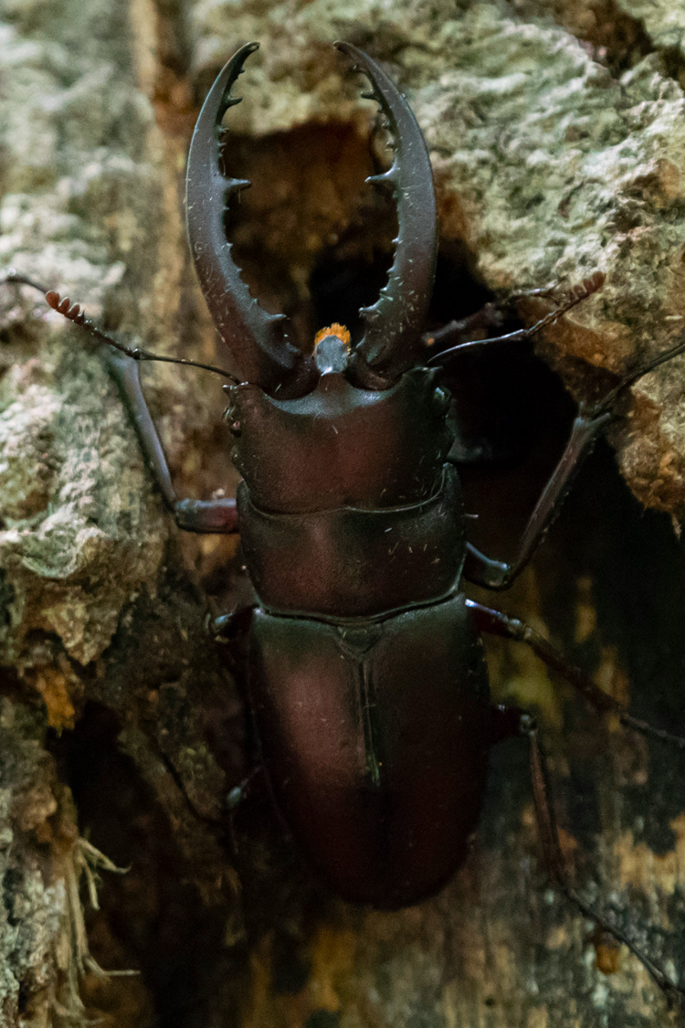 ノコギリクワガタの画像