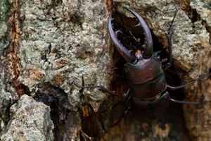 ノコギリクワガタの色