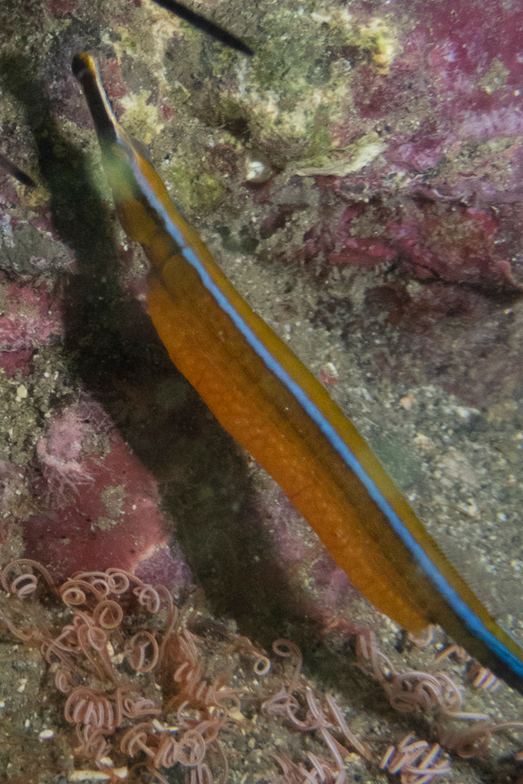 ノコギリヨウジの画像