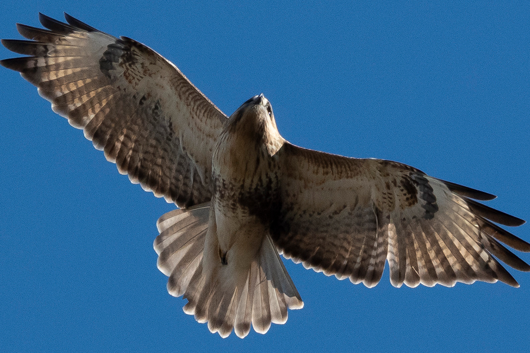 ノスリのページ