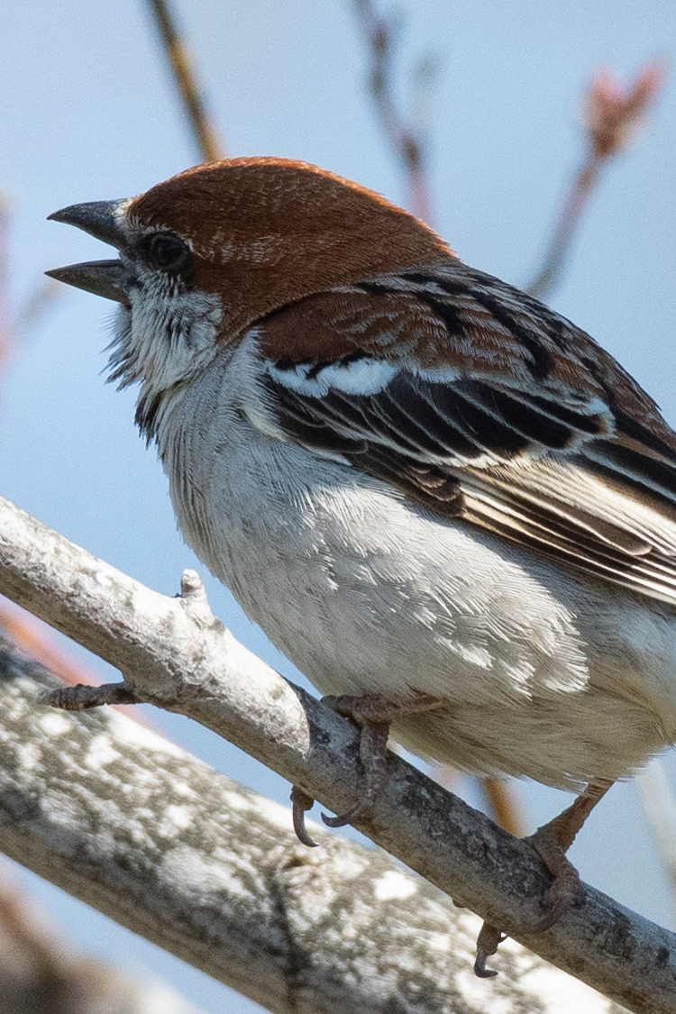 ニュウナイスズメの画像