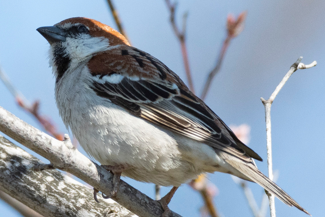 ニュウナイスズメのページ