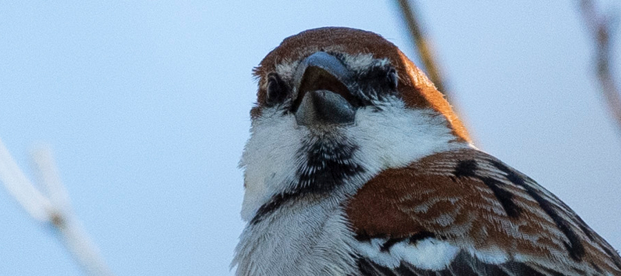 ニュウナイスズメの写真