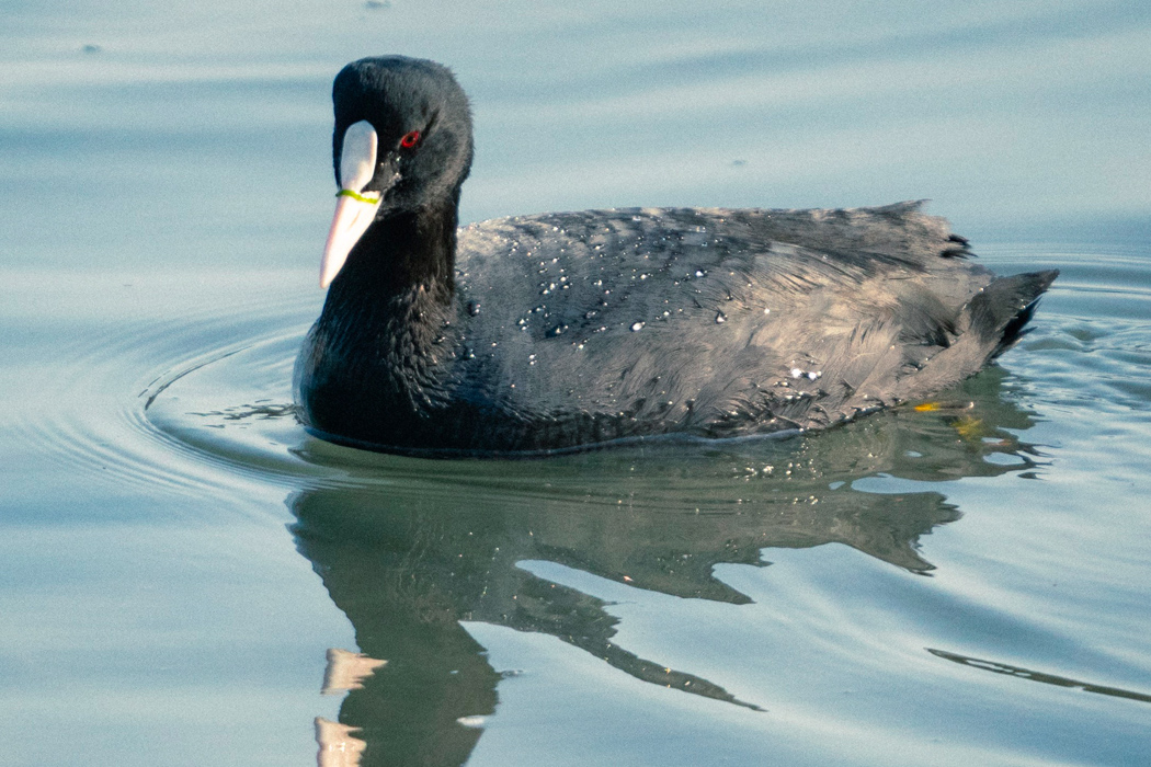 オオバンのページ