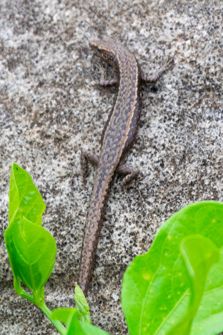 オガサワラトカゲの画像