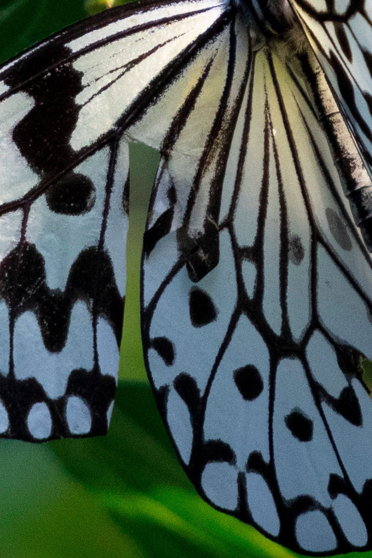 オオゴマダラの画像