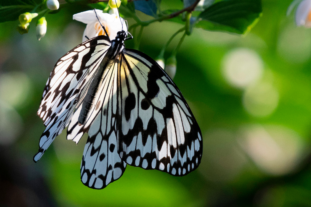 オオゴマダラのページ