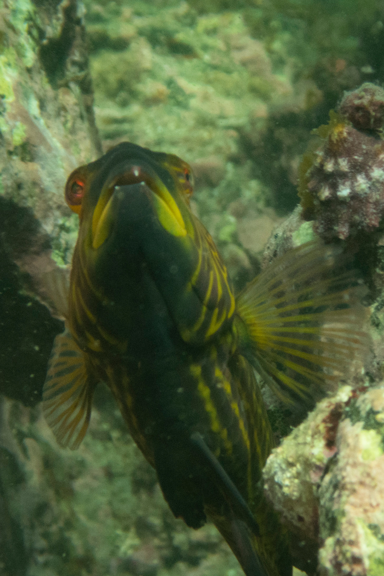 オハグロベラの画像