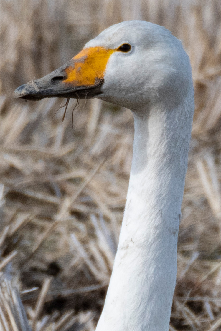 オオハクチョウの画像