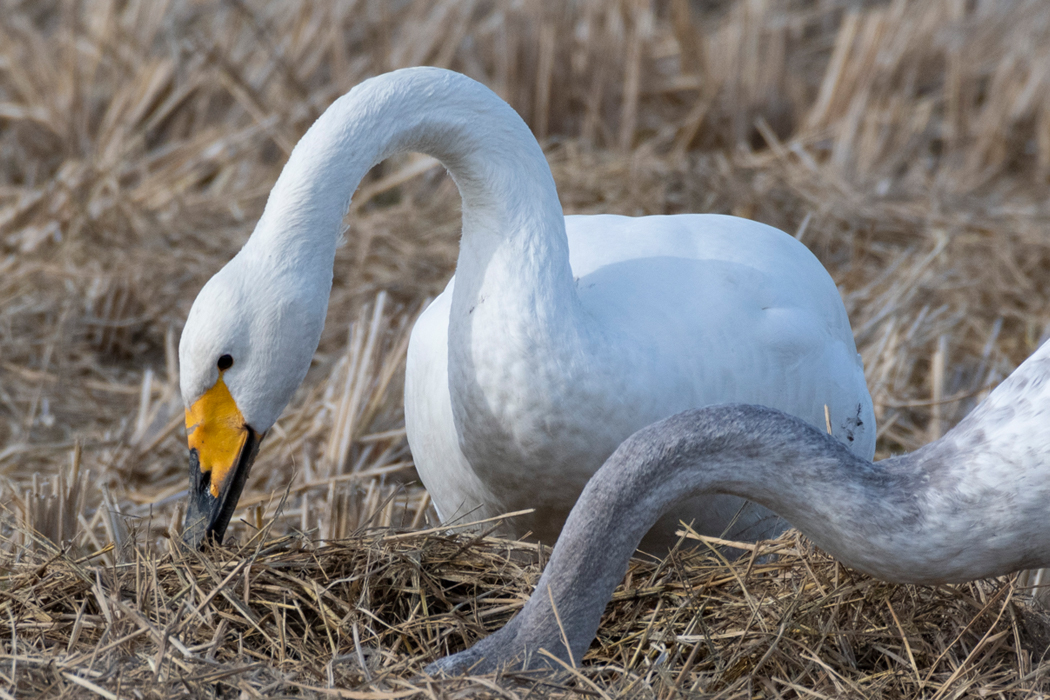 オオハクチョウのページ