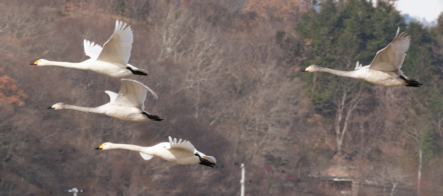 オオハクチョウの写真