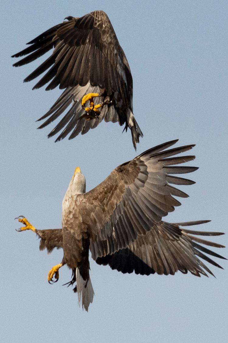 オジロワシの画像
