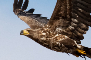 オジロワシの色