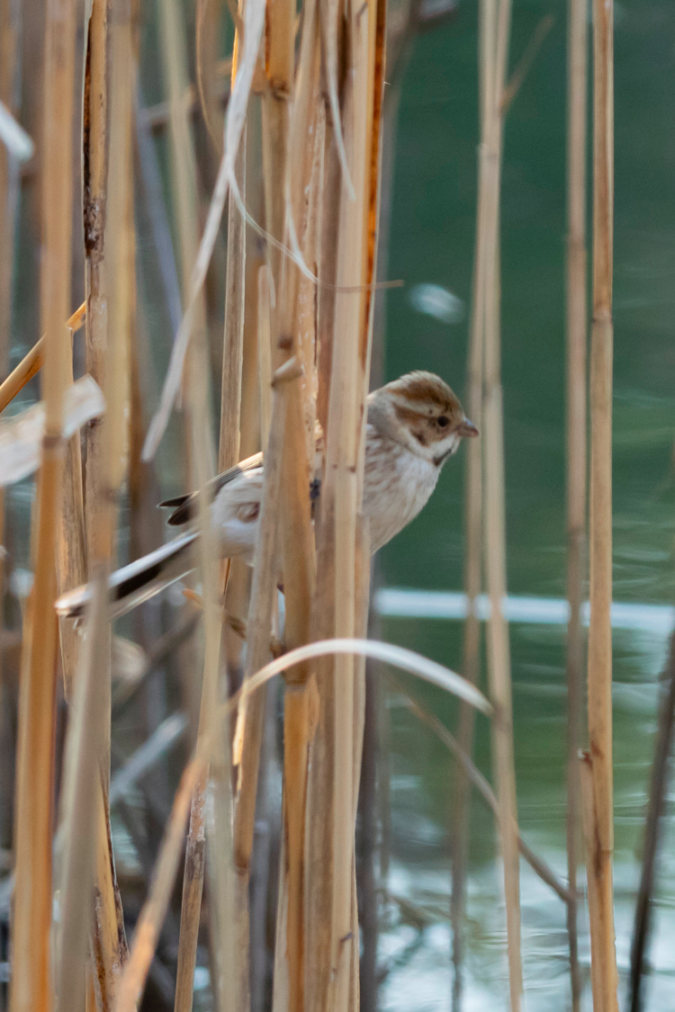 オオジュリンの画像