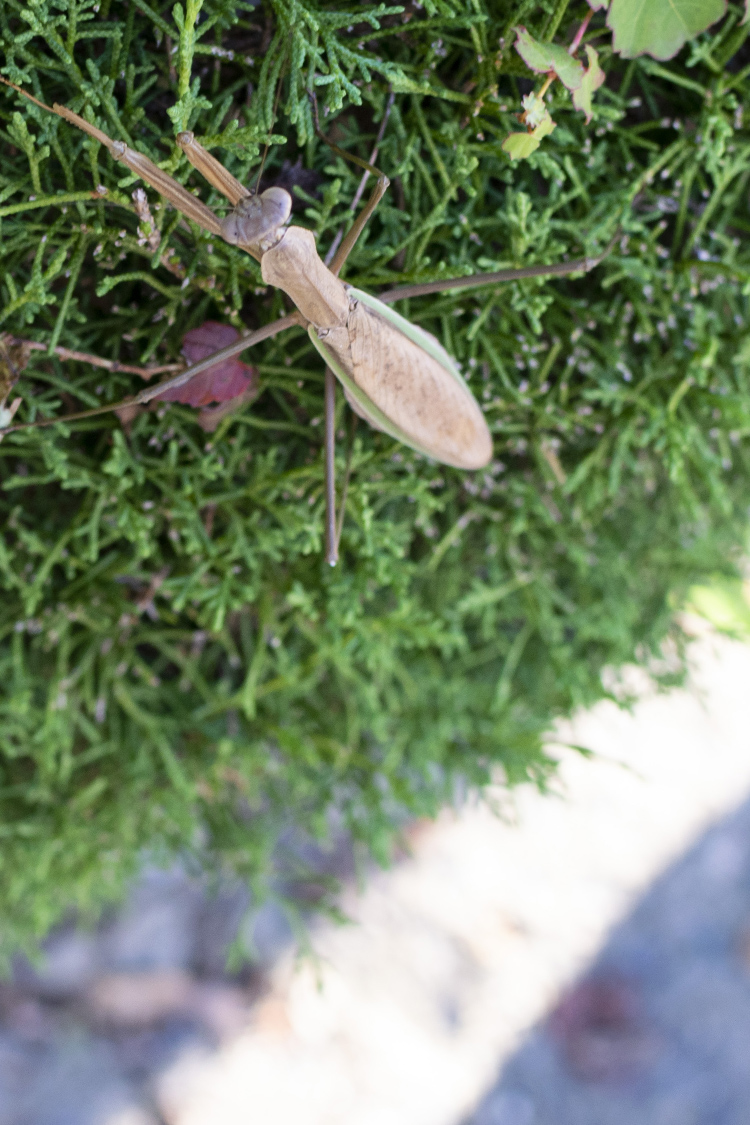 オオカマキリの画像
