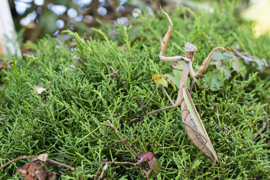 オオカマキリのページ