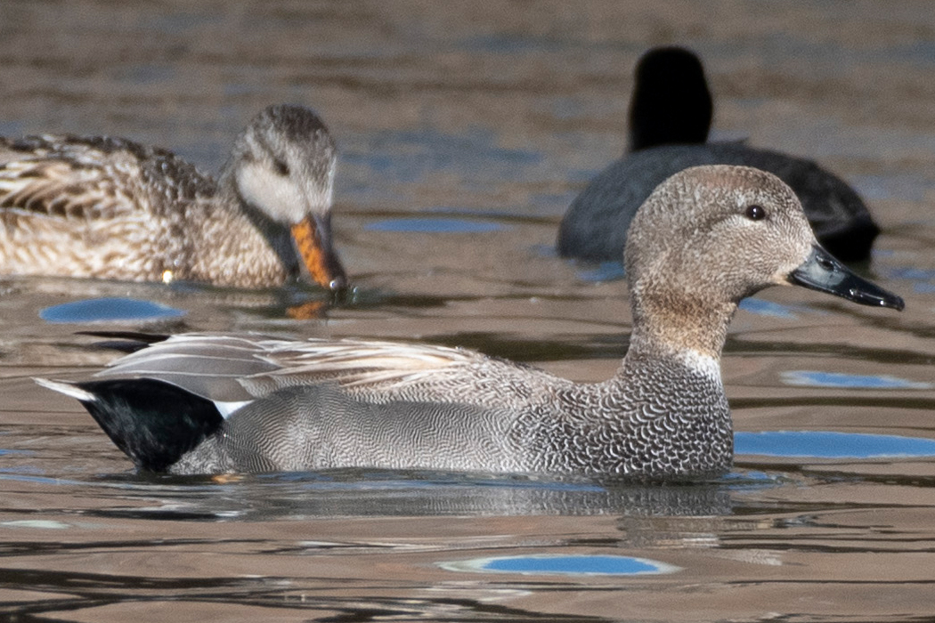 オカヨシガモのページ