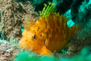 オキゴンベの色